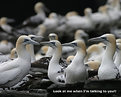 Picture Title - Gannets