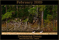 Picture Title -  Swimming Swans