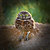 Burrowing Owl PhotoArt