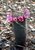 FISHHOOK CACTUS