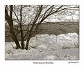 Picture Title - Winter along the River Bank