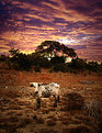 Picture Title - Evening.... with longhorn