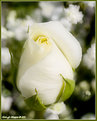 Picture Title - White Rose