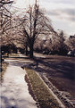 Picture Title - Iced Trees