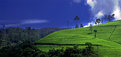 Picture Title - Tea fields (3)