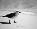 Picture Title - The Gull