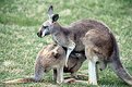 Picture Title - Roo Feedin Time