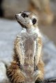 Picture Title - Prairie Dog - Sitting