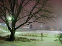 Picture Title - Lonely Tree in snow storm