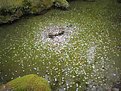 Picture Title - green pond