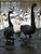 ~Black Swans~