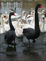 Picture Title - ~Black Swans~