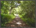 Picture Title - summer walk