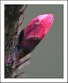 Picture Title - Nature senses spring