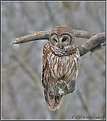 Picture Title - BARRED OWL
