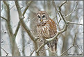 Picture Title - BARRED OWL II
