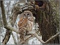 Picture Title - BARRED OWL III