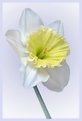 Picture Title - === Narcissus ==