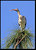 Topping a Pine Tree