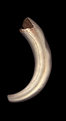 Picture Title - found warthog tusk