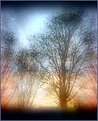 Picture Title - Tree Dreams...