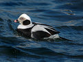Picture Title - male long-tailed duck