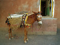 Picture Title - Berber Mule