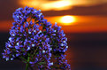 Picture Title - Pismo Beach Flowers at Sunset