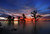 Mangrove Trees