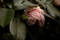 Picture Title - Earthy Rose