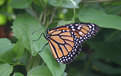 Picture Title - Monarch Butterfly