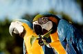 Picture Title - guacamayas