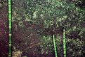 Picture Title - Horsetails against a lichen rock