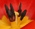 Picture Title - Down into a tulip