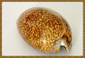 Picture Title - Shell