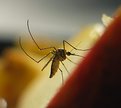 Picture Title - Mosquito on Apple