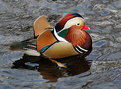 Picture Title - Mandarin Duck