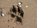 Picture Title - Foot print! 