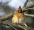 Female Cardinal