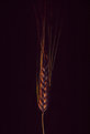 Picture Title - wheat