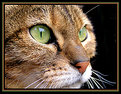 Picture Title - The preditor
