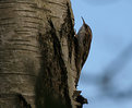 Picture Title - Treecreeper