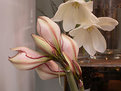 Picture Title - Amaryllis