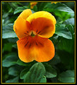 Picture Title - Orange and Yellow Pansy