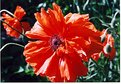 Picture Title - Poppy