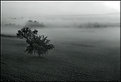 Picture Title - Misty morning