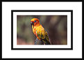 Picture Title - The Parrot   ( O.P.E. )