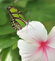 Picture Title - The Malachite Butterfly