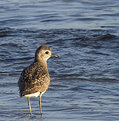 Picture Title - seashore bird
