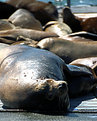 Picture Title - Group Tanning